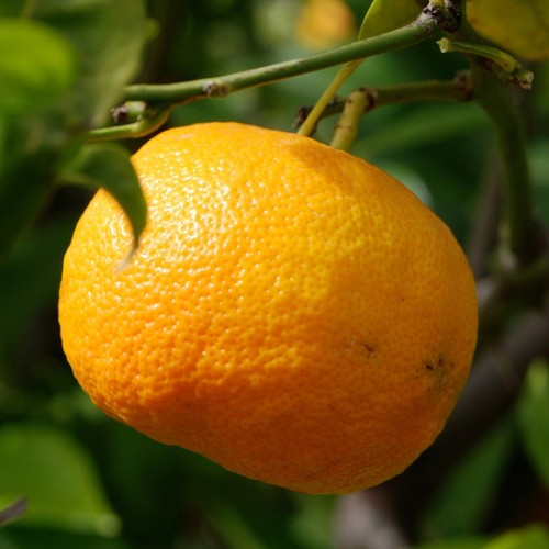 Pianta mandarino satsuma in - pianta,